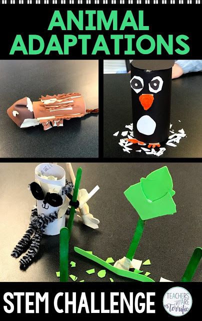 Animal Stem Activities For Kids, Adaptations Activities, Animal Adaptation, Stem Lessons, Elementary Stem, Create An Animal, Summer List, Science Labs, Stem Elementary