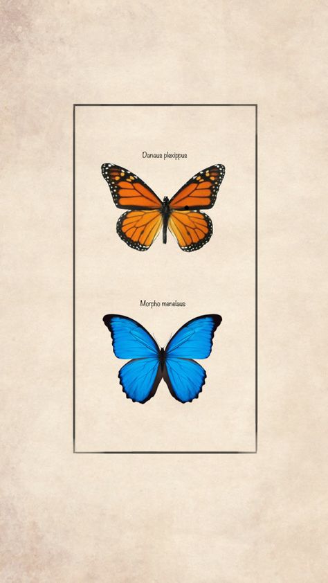 Monarch and Blue Morpho butterflies with their scientific names Monarch Butterflies Wallpaper, Blue Monarch Butterfly Drawing, Morpho Wallpaper, Blue Morpho Butterfly Tattoo, Morpho Butterfly Tattoo, Butterfly Blue Morpho, Morpho Azul, Butterfly Phone Wallpaper, Blue Monarch Butterfly