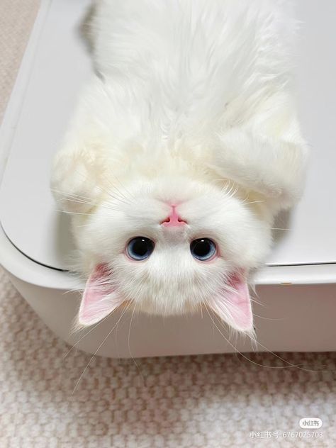 Cat Pfp, Haiwan Lucu, Image Chat, Cute Little Kittens, Silly Cats Pictures, Cute Cats Photos, Animale Rare, White Cats, Little Kittens