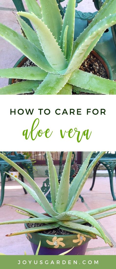 Plant Mom Aesthetic, Aloe Vera Care, Peperomia Plant, نباتات منزلية, Kitchen Plants, Philodendron Plant, Balcony Plants, Inside Plants, Aloe Vera Plant