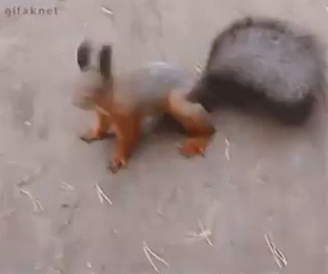 Yeah Squirrel GIF - Yeah Squirrel Wiggle - Discover & Share GIFs Dancing Squirrel, Dance Funny, Squirrel Tail, Dance Gif, Dancing Gif, Best Pics, Video App, Squirrels, Cute Gif