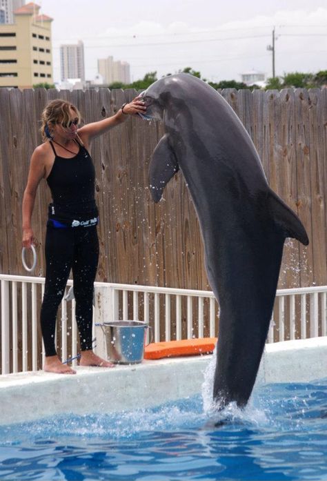 Dolphin trainer Ashley Guidry loved her job and the animals she worked with—in particular, a dolphin calf named Chopper. But years of seeing how business was done behind the scenes at a small marine park made her come to the painful conclusion that she had to walk away from it all. Marine Mammal Trainer, Marine Biology Jobs, Trainer Aesthetic, Biology Jobs, Dolphin Trainer, Marine Pollution, Dolphin Lover, Future Job, Manatees