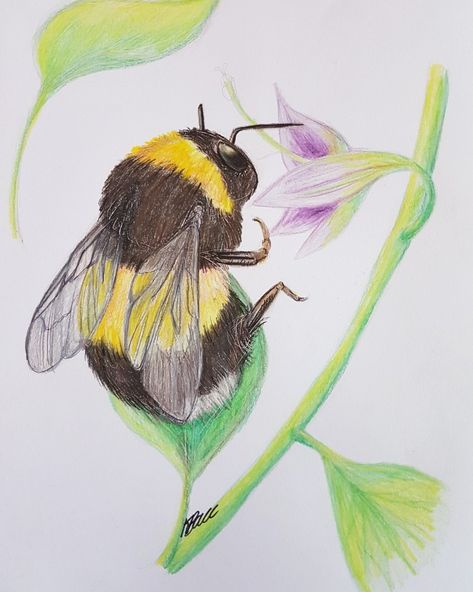 Bee and flower in colour pencil and ink on A5 by KarlinaBacchusArt Dec 2017  #etsyseller #etsyshop #etsy #wildlife #flower #bees #bumblebee #spring Bee Colour Pencil Drawing, Drawing Of Flowers, Bee Sketch, Spring Drawing, Flowers And Bees, Bee Artwork, Bee And Flower, Wolf Colors, Bee Drawing