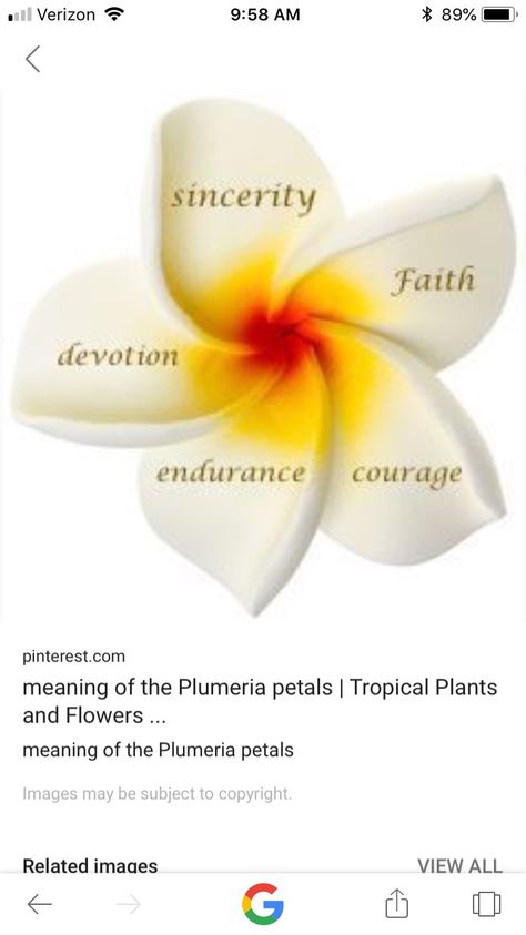 Four Petal Flower Tattoo, Plumeria Tattoo Meaning, Plumeria Flower Meaning, Ohana Plumeria Tattoo, Frangipani Meaning, Plumeria Meaning, Tiny Plumeria Tattoo, Plumeria Tatoos, Plumarias Flower Tattoo