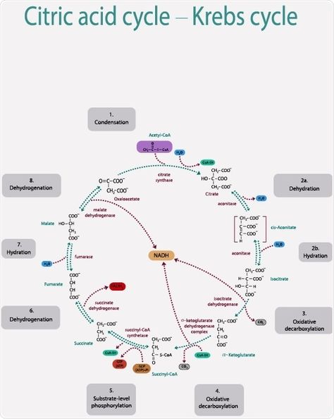 Regulation of Citric Acid Cycle Adenosine Triphosphate, Oxidative Phosphorylation, Citric Acid Cycle, Organic Chemistry Study, Krebs Cycle, Cellular Respiration, Chemical Structure, Medical School Inspiration, Medical School Studying