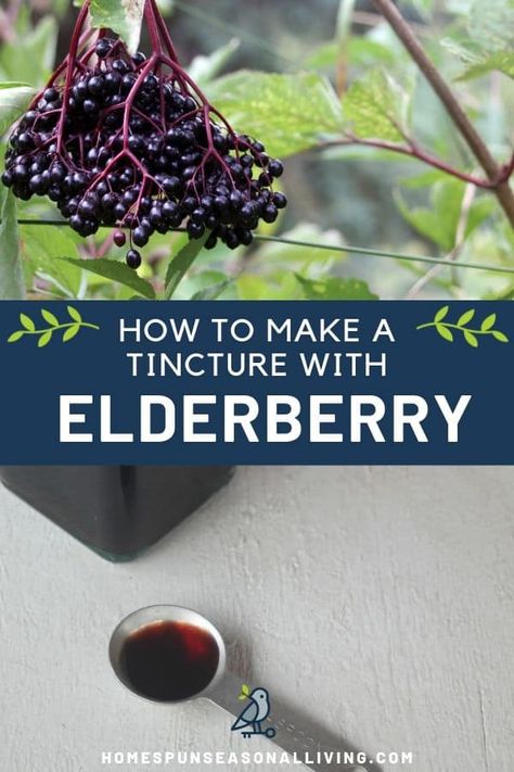 Be prepared for flu season by making elderberry tincture easily at home. Find methods using vodka or glycerin for an alcohol-free tincture on my blog. Elderberry Syrup Benefits, Elderberry Tincture, Elderberry Uses, Elderberry Tea, Elderberry Syrup Recipe, Homemade Elderberry, Elderberry Recipes, Dried Berries, Elderberry Syrup