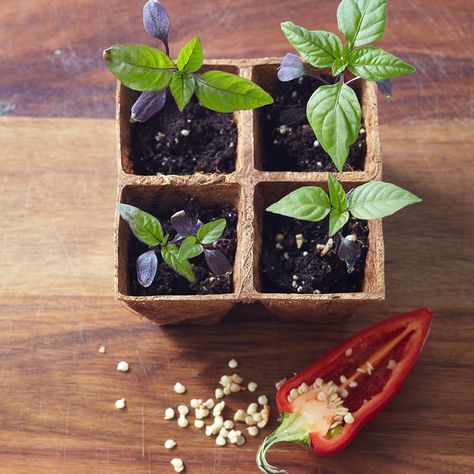 Avocado Seed Growing, Regrow Vegetables, Growing Spinach, Growing Pineapple, Strawberry Pots, Avocado Seed, Blueberry Bushes, Growing Strawberries, Food Scraps