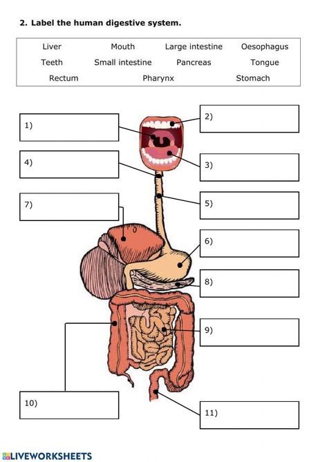 Digestive System Coloring Page, Ra Activities, Anatomy Worksheets, Digestive System For Kids, Digestive System Model, The Human Digestive System, Digestive System Worksheet, Human Body Vocabulary, Anatomy Coloring