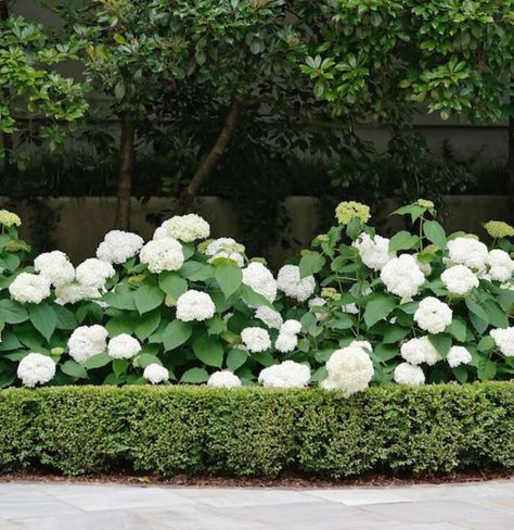 White hydrangea & boxwood. 💚 Love the designs of this landscape architect. @daighrick.la #mylavenderroselife #hydrangea… | Instagram Limelight Hydrangea And Boxwood, Hydrangea Hedge Front Yards, Hydrangea And Boxwood Landscaping, Hydrangea And Boxwood, Hydrangea Boxwood, Hydrangeas In Pots, Boxwood Landscaping, Hydrangea Landscaping, Front Lawn Landscaping