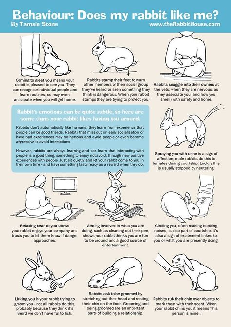 Where To Pet A Bunny, Bunny Age Chart, Bunny Owner Tips, Things For Rabbits, Things To Know About Bunnies, Bunny Behavior Meaning, How To Take Care Of A Rabbit, Rabbit Must Haves, How To Care For A Bunny