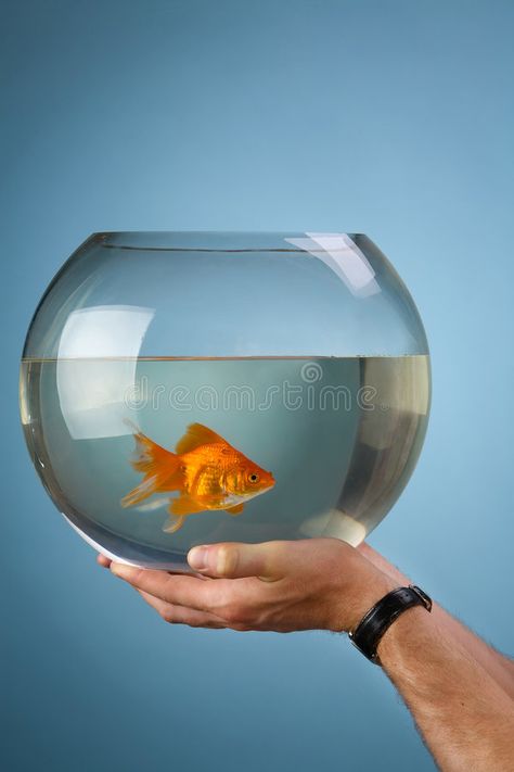 Gold small fish in a round aquarium. Man's hands hold a round aquarium in which , #AFF, #fish, #aquarium, #Gold, #small, #Man #ad Fish In Fish Bowl, Round Aquarium, Fish In Bowl, Aquarium Drawing, Round Fish Tank, Modern Kids Toys, Gesture Reference, Fish Reference, Round Objects