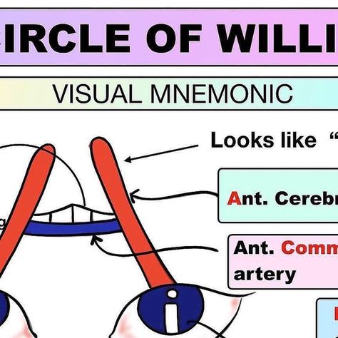 Medinaz Academy on Instagram: "Circle of Willis visual mnemonic ✅" Circle Of Willis, Emergency Medicine, Surgery, Anatomy, Medicine, On Instagram, Instagram