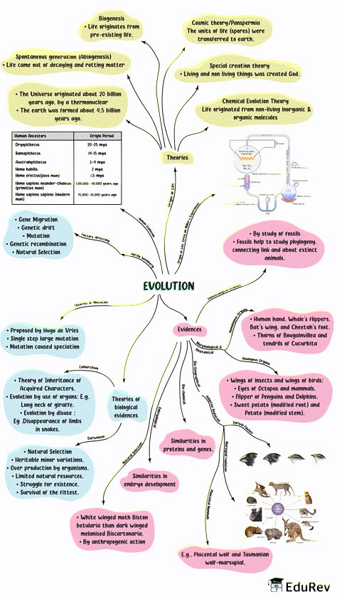 100 Esquemas Médicos - Udocz E28 Evolution Mind Map, Biology Class 12 Mind Maps, Class 12 Biology Notes Evolution, Evolution Notes Class 12, Human Reproduction Mind Map, Notes On Notion, Evolution Notes, Biology Flashcards, Zoology Notes