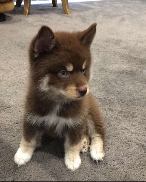 Pomeranian brown fur blue eyes puppy Brown Husky Blue Eyes, Brown Dog With Blue Eyes, Brown Cats With Blue Eyes, Brown Cat Blue Eyes, Brown Pomsky, Blue Eyed Puppies, Brown Pomeranian Puppy, Brown Husky Puppy, Dogs With Blue Eyes