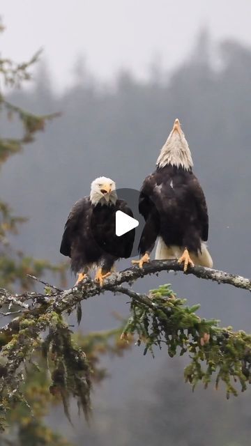 Mating Of Animals, Winged Creatures, February 22, Amazing Animals, Alaska, Butterflies, Birds, Animals, On Instagram