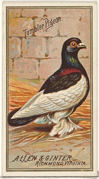 Tumbler Pigeons, Pigeon Bird, Birds Of America, Wild Creatures, Water Slide, Vintage Birds, Flower Illustration, Wildlife Art, The Birds