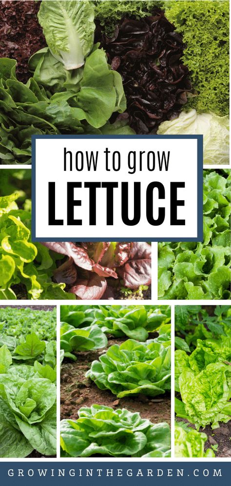 How to Grow Lettuce: 6 Tips for Growing Lettuce | Growing In The Garden Lettuce Growing, Greenhouse Planting, How To Grow Lettuce, Planting Layout, Planting Lettuce, How To Harvest Lettuce, Grow Lettuce, Growing Vegetables At Home, Arizona Garden