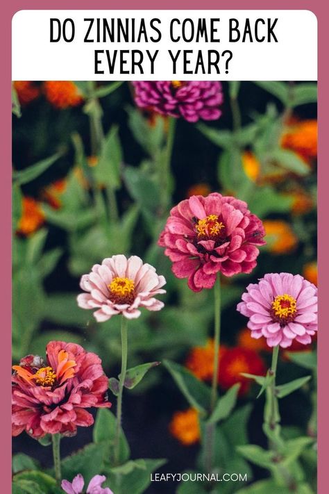 Zinnia Garden, Front Flower Beds, Rabbit Eating, Zinnia Flowers, Plant Problems, Front Yard Garden, Garden Care, Lawn And Garden, Outdoor Plants