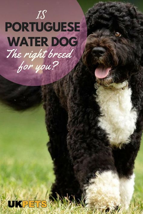 Water Dog Portuguese, Portuguese Water Dog Haircut, Portuguese Water Dog Puppy, Portugese Water Dogs, Cavachon Dog, Best Dog Names, Most Beautiful Dogs, Working Dog, Portuguese Water Dog