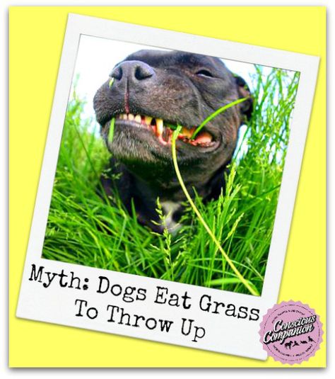 The #Dogs Dish On Grass Dog Vomit, Dogs Eating Grass, Dogs Eating, Types Of Grass, Dog Eating, Chow Chow, Dog Training, Dogs, Animals