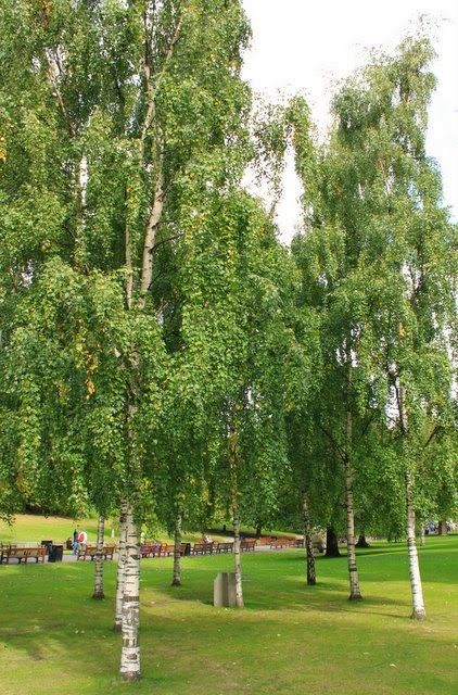 Types Of Birch Trees, European White Birch, Betula Pendula, River Birch, White Birch Trees, Birch Leaf, Organic Mulch, Potted Trees, Silver Birch