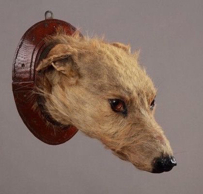 Victorian taxidermy dog head. Taxidermy Dog, Victorian Taxidermy, Bad Taxidermy, Animal Taxidermy, Taxidermy Art, Victorian Wallpaper, Best Friends Forever, Taxidermy, Antique Furniture