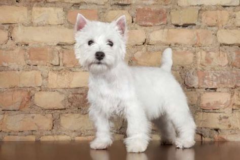 White Dog Breeds, West Terrier, Highlands Terrier, Westie Dogs, West Highland White, Cairn Terrier, White Terrier, White Dog, West Highland Terrier