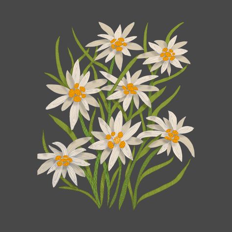 Edelweiss - Edelweiss - T-Shirt | TeePublic Edelweiss Lyrics, Edelweiss Painting, Edelweiss Illustration, Edelweiss Tattoo, Folk Botanical, Stella Alpina, Sakura Tattoo, Edelweiss Flower, Simple Embroidery Designs