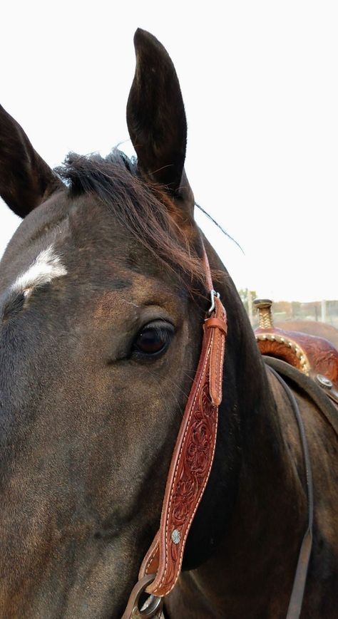 Black horses, leather tooled, bridle, fall time, western life Western Bridles, Western Life, Black Horses, Bridles, Fall Time, Quarter Horse, Horse Tack, Leather Tooling, Country Girls