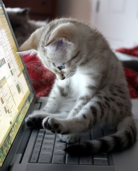 Animals Playing, Söt Katt, Image Chat, Playing Piano, E Card, Cute Kittens, Cats Meow, Funny Animal Pictures, 귀여운 동물