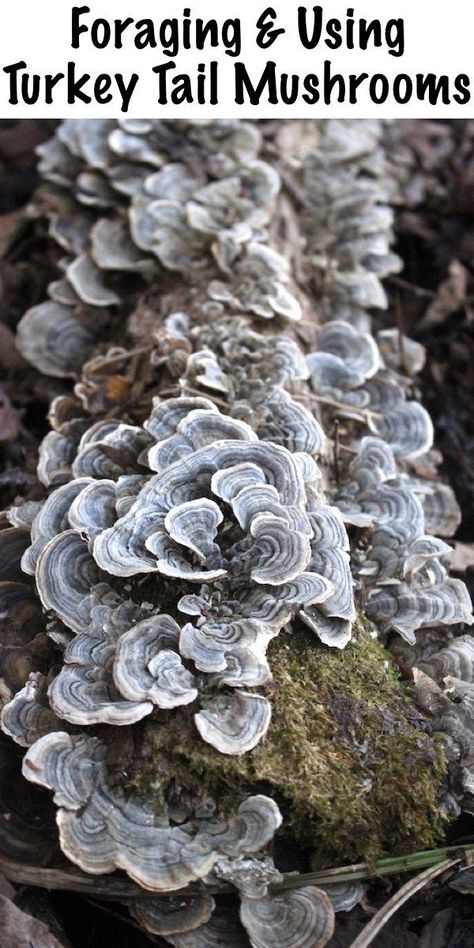 Foraging Mushrooms, Turkey Tail Mushrooms, Spring Foraging, Wild Mushroom Recipes, Edible Wild Mushrooms, Mushroom Foraging, Growing Mushrooms At Home, Mushrooms Growing, Mushroom Identification