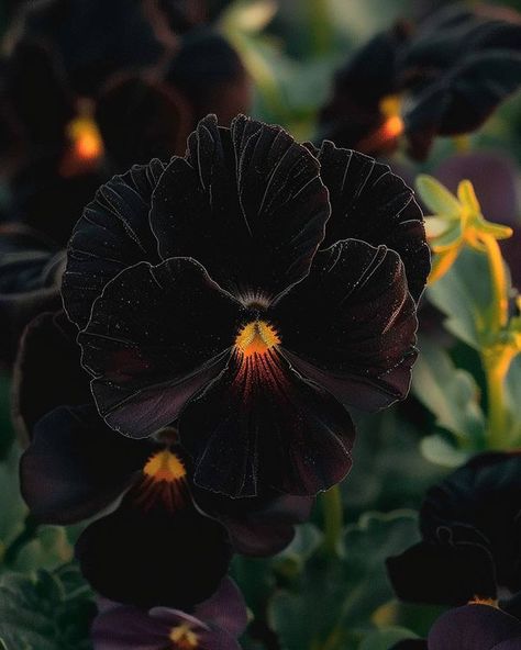 Black Velvet Petunia Aesthetic, Black Pansy, Viola Tricolor, Witchy Garden, Black Nature, Gothic Flowers, Goth Garden, Gothic Garden, Tulip Bulbs