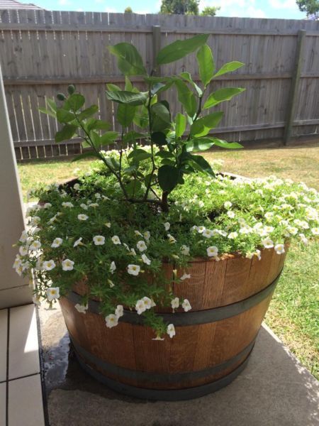 NEW French Half Oak Wine Barrel⁄ Barrel Planter Pot⁄ Herb Garden | Plants | Gumtree Australia Brisbane North East - Kedron | 1063176674 Half Wine Barrel Ideas, Pot Herb Garden, Wood Barrel Planters, Sloping Garden, Barrel Flowers, Wine Barrel Planter, Herb Garden Pots, Australia Brisbane, Barrel Planter