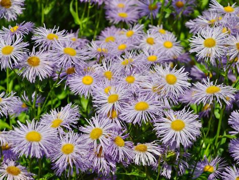 Daisy Growing, Daisy Fleabane, Water Wise Plants, Native Gardens, Waterwise Garden, Patio Planters, Water Wise, Formal Gardens, Native Garden