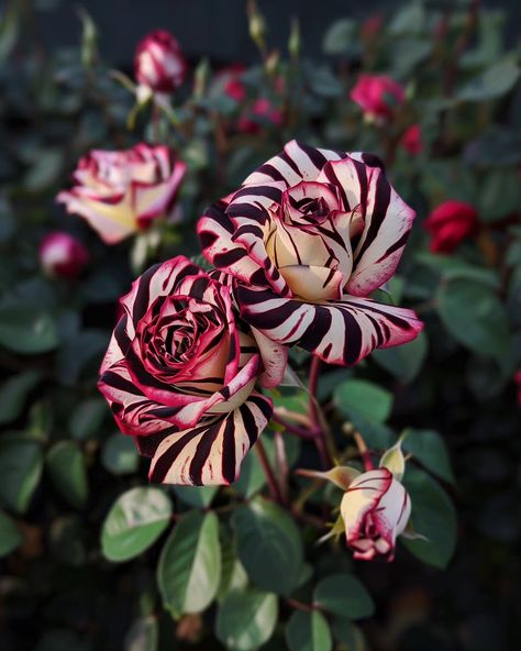 Following after my leopard tulips... with some zebra pattern 😊 . . #flowers #roses #tulips #subflower #zebra #aesthetic #ａｅｓｔｈｅｔｉｃ #flowerstagram #flowersofinstagram #beautifulnature #beautiful #blacknwhite #blackandwhite #pink #pinkaesthetic #decor Zebra Aesthetic, Zebra Flowers, Fantasy Flowers, Zebra Pattern, Aesthetic Aesthetic, Creative Portraits, Black N White, May 1, Pink Aesthetic