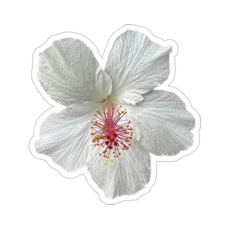 "Photo taken on Oahu, Hawaii. Made with high-quality white vinyl, these kiss-cut decals deliver great looks that are water, scratch, and UV-resistant. With a removable adhesive that doesn't leave residue, each piece features a 1/8\" kiss-cut border around the sticker and a satin finish." Real Flower Stickers, White Flower Sticker, Hibiscus Flower Sticker, Hibiscus Sticker, White Hibiscus Flower, Cute Laptop Cases, Sticker Flower, White Hibiscus, Cute Laptop Stickers