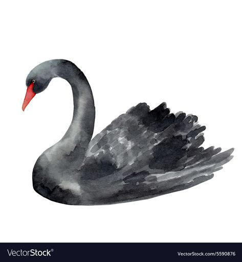 Black Swan Tattoo, Swan Watercolor, Swan Tattoo, Watercolor Vector, Fairytale Art, Easy Watercolor, Vector Drawing, Bird Drawings, Black Swan