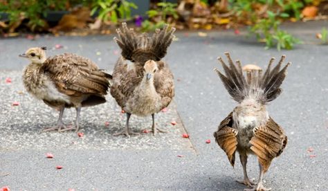 Adorbs baby peacocks practicing their peacocking 🤗 | KT Johnston | ©The Hip Chick Baby Peacock, Peacock Baby, Peacock Images, Good Pictures, Google Image Search, Homesteading Skills, Guinea Fowl, Peacock Color, Peacock Bird