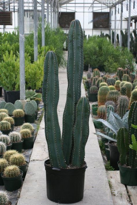 t for modular or geometric designs to create an interesting pattern. They are perfect for plants like succulents, air plants, or herbs. Cactus Farm, Tall Cactus, Cactus House Plants, Front Yard Plants, Edible Landscape, Indoor Plant Wall, Indoor Cactus, Cactus Planta, Hanging Plant Wall