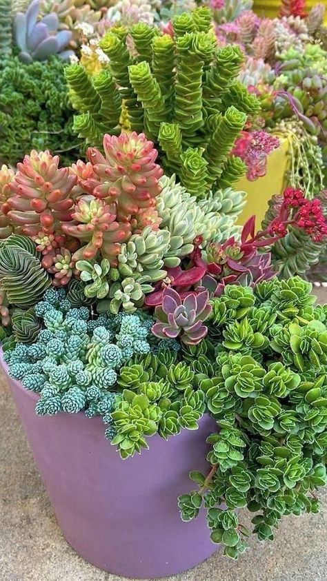 Succulent Garden Outdoor, Succulent Garden Landscape, Succulent Garden Indoor, Front Garden Landscape, Succulent Garden Design, Potted Plants Outdoor, Succulent Landscaping, Succulent Garden Diy, Types Of Succulents