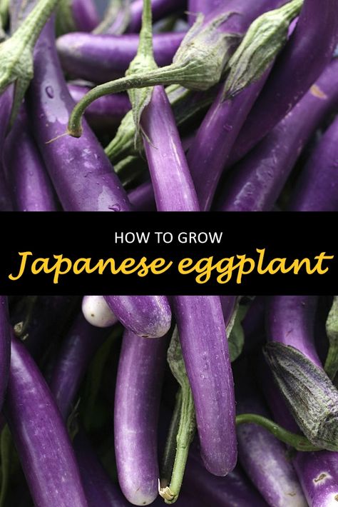 Egg Plants Growing, How To Grow Eggplant, Growing Eggplant, Eggplant Plant, Eggplant Varieties, Japanese Eggplant, White Eggplant, Chinese Eggplant, Eggplant Seeds