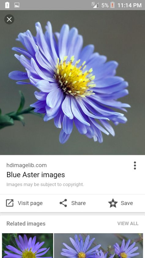 Blue aster tattoo Blue Aster Flower, Blue Aster Flower Tattoo, Blue Aster Tattoo, Astra Flower, Aster Flower Photography, Aster Tattoos, Aster Illustration, Asters Flower, Aster Tattoo Design