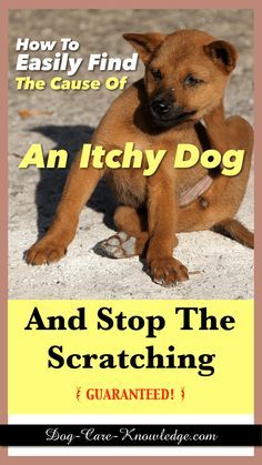 Learn what causes an itchy dog by understanding when and why your dog scratches. Then try these itchy dog skin remedies and the best shampoo to give relief to your dog.  Learn what causes an itchy dog by understanding when and why your dog scratches. Then try these itchy dog skin remedies and the best shampoo to give relief to your dog. Like our Facebook:https://ift.tt/2FAdgt6 #Dog #DogLoversHub Dog Itching Remedies Diy, Dog Itchy Skin Remedy, Itchy Dog Skin, Dog Skin Allergies, Dog Skin Problem, Pet Remedies, Dog Skin Care, Itchy Dog, Dog Remedies