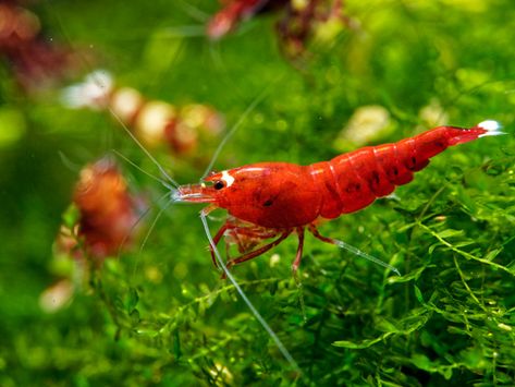 Freshwater Algae Eating Shrimp for sale AzGardens.com Neocaridina Shrimp, Aquatic Garden, Shark Tank, Freshwater Fish, Fish Tank, Christmas List, Fresh Water, Fish, Water