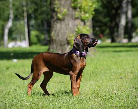 Bavarian Mountain Hound, Mountain Dog, Mountain Dogs, Dog Breed, Dog Breeds, Puppies, Angel, Dogs, Animals