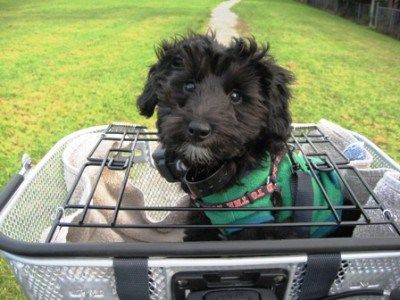 Pet Bike Basket, Dog Bike Basket, Biking With Dog, Dog Basket, Yorkie Poo, Bike Basket, Bike Rides, Train Your Dog, Dog Info