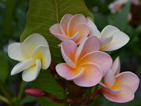 10 Best Asian Flowers and Their Meanings with Pictures | Florgeous Frangipani Tattoo, Flowers And Their Meanings, Asian Plants, Asian Flowers, Flower Meanings, Japanese Flowers, Rare Flowers, Plant Pictures, Writing Ideas