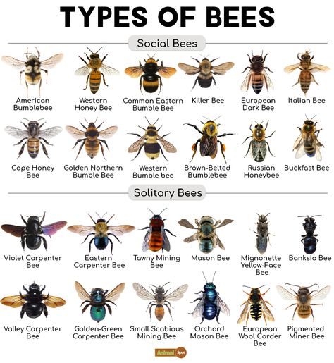 Tawny Mining Bee, Different Types Of Bees, Bee Life Cycle, Types Of Bees, Tiny Creatures, Solitary Bees, Mason Bees, Carpenter Bee, Bees And Wasps