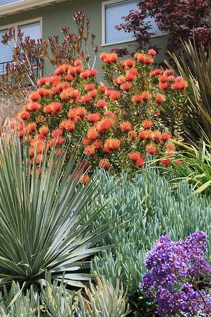 South African Plants Drought Tolerant, Leucadendron Landscape, Fox Tail Agave Landscape, Leucospermum Garden, Leucospermum Cordifolium, King Protea, Front Yard Plants, Drought Tolerant Garden, Waterwise Garden