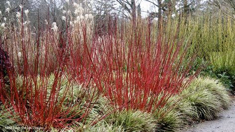 Entrance Landscape, Dogwood Shrub, Cold Climate Gardening, Urban Gardening Ideas, Red Dogwood, Landscaping Shrubs, Red Twig Dogwood, Fast Growing Shrubs, Twig Dogwood